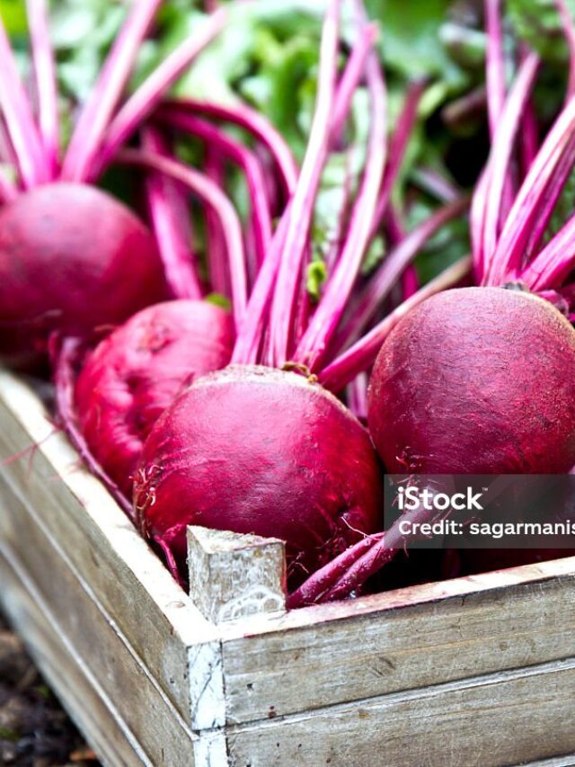 Freshly picked beetroots in wooden tray.