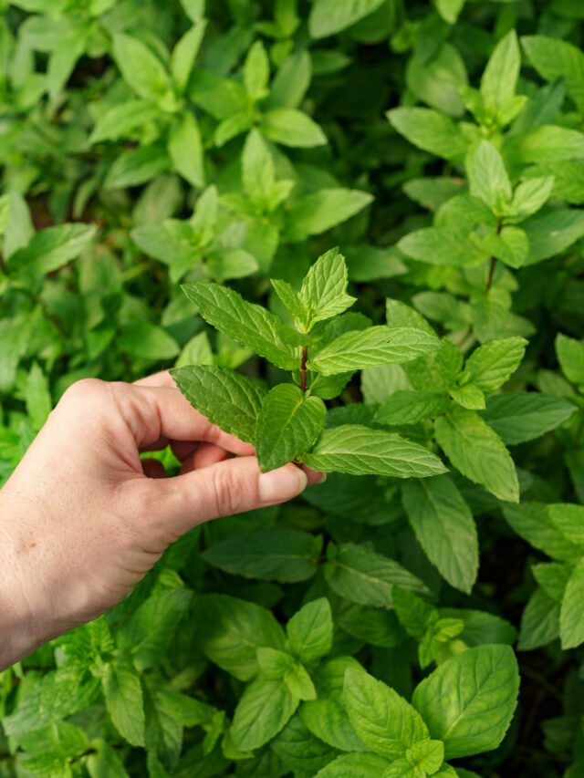 Fresh green mint